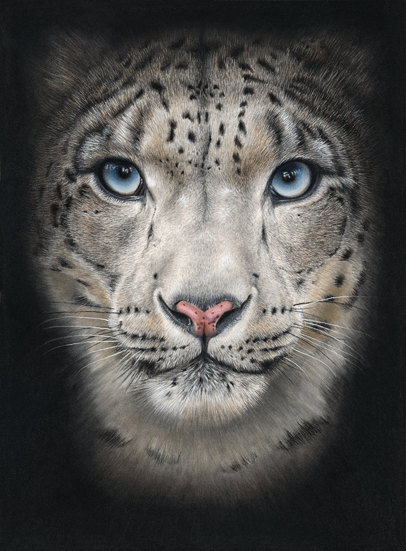 Out of the Shadows - Snow Leopard Limited Edition Print