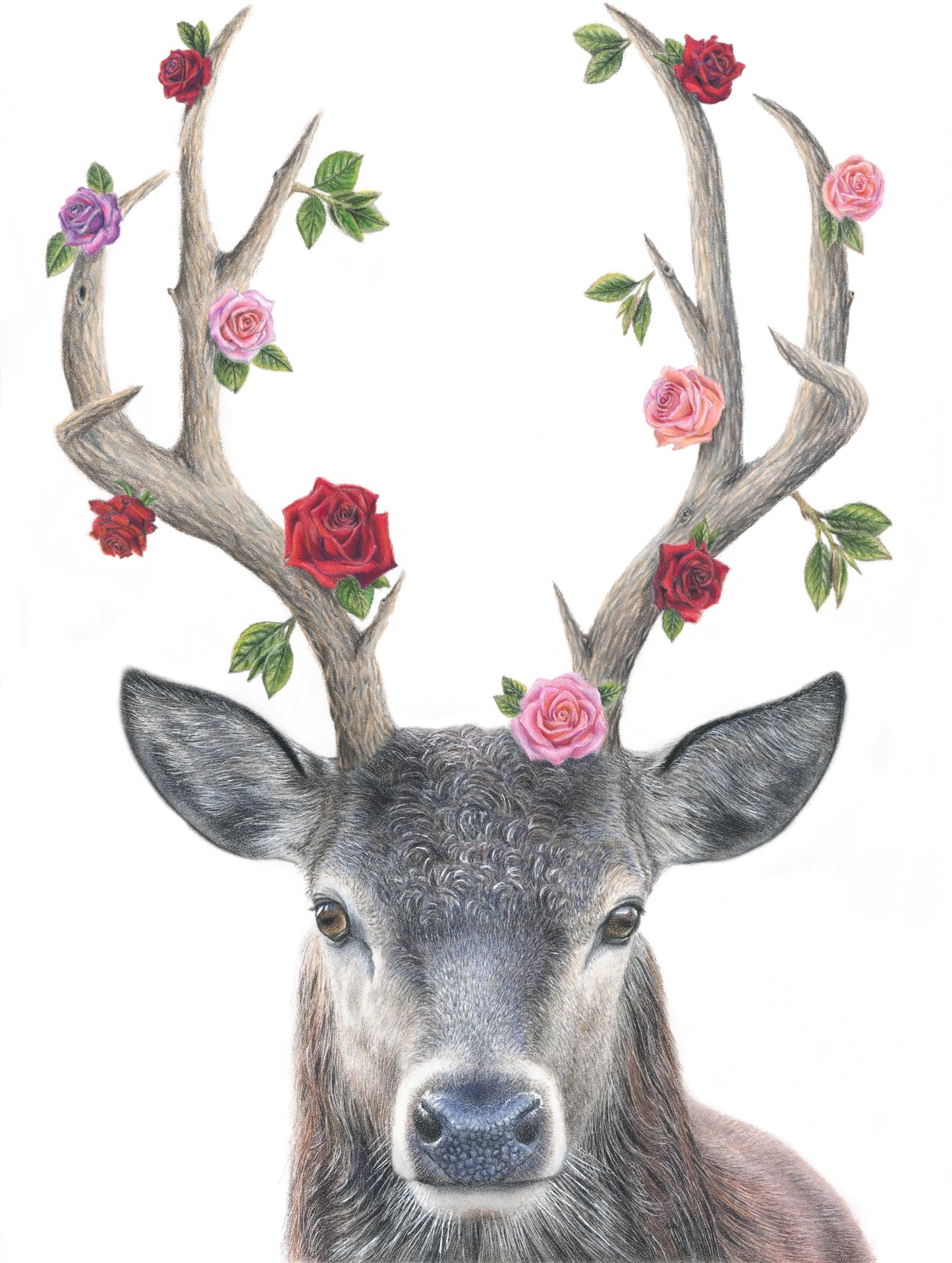 Regeneration - Stag Limited Edition Print